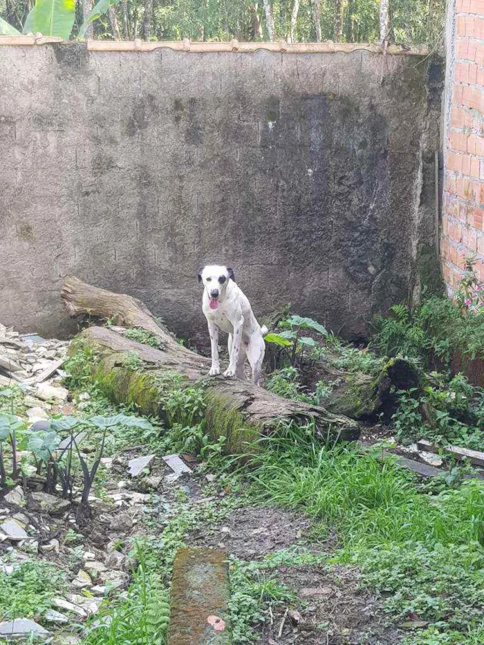Cachorro ra a Dálmata  idade 3 anos nome Charlotte 