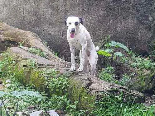 Cachorro ra a Dálmata  idade 3 anos nome Charlotte 