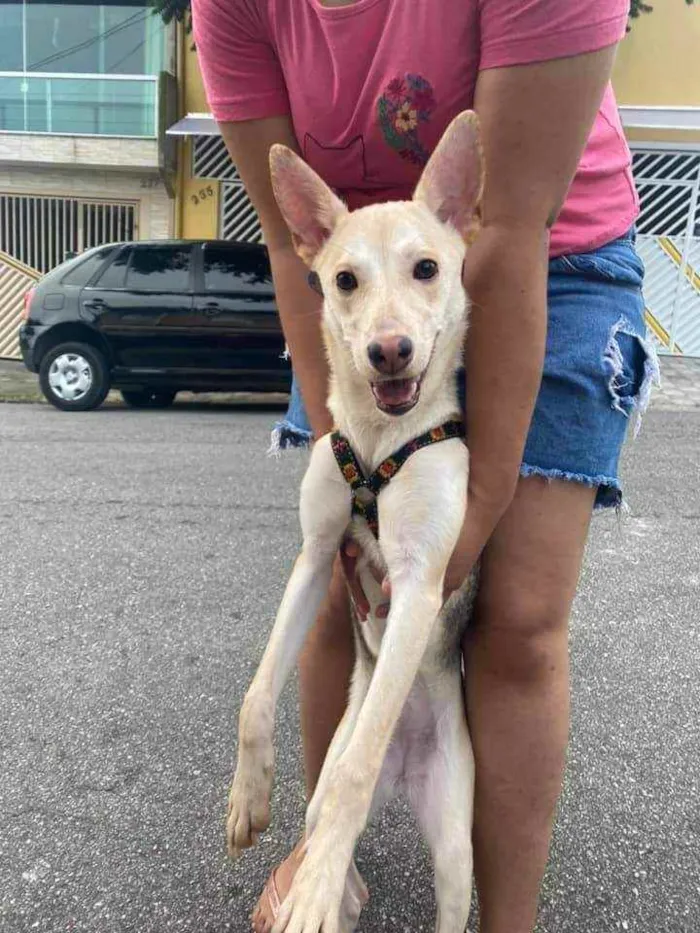 Cachorro ra a Pastor alemão com vira-lata idade 7 a 11 meses nome Safira