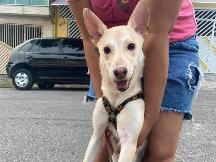 Cachorro ra a Pastor alemão com vira-lata idade 7 a 11 meses nome Safira
