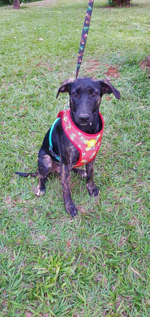 Cachorro ra a SRD idade 7 a 11 meses nome LUKE 