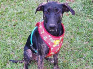 Cachorro raça SRD idade 7 a 11 meses nome LUKE 