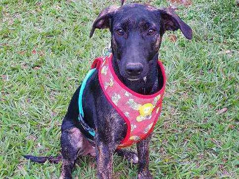 Cachorro ra a SRD idade 7 a 11 meses nome LUKE 