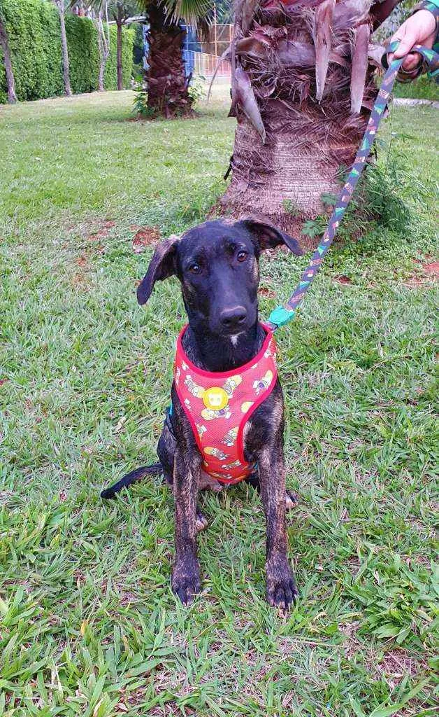 Cachorro ra a SRD idade 7 a 11 meses nome LUKE 