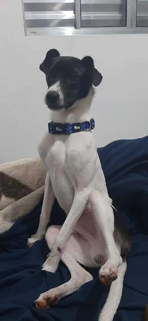 Cachorro raça Srd idade 3 anos nome Pitoco