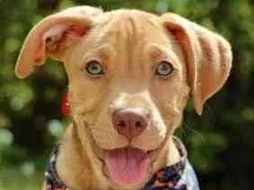 Cachorro raça SRD  idade 2 a 6 meses nome Riz 