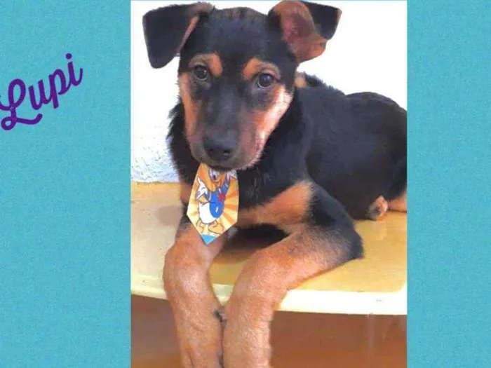 Cachorro raça SRD  idade 2 a 6 meses nome Lupi 