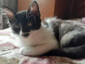 Gato raça SRD idade 2 a 6 meses nome Fumaça 