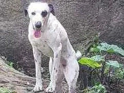 Cachorro ra a Dálmata  idade 3 anos nome Charlotte 