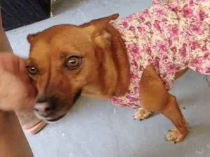 Cachorro raça Srd idade 2 anos nome Carol linda 