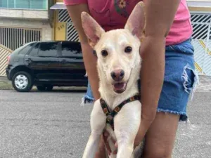 Cachorro raça Pastor alemão com vira-lata idade 7 a 11 meses nome Safira