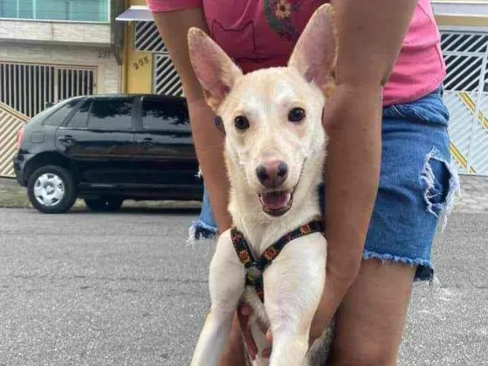 Cachorro ra a Pastor alemão com vira-lata idade 7 a 11 meses nome Safira