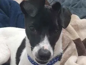 Cachorro raça Srd idade 3 anos nome Pitoco