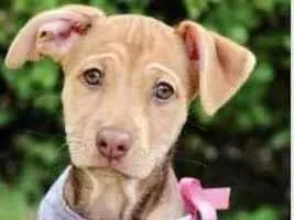 Cachorro raça SRD  idade 2 a 6 meses nome Frances 