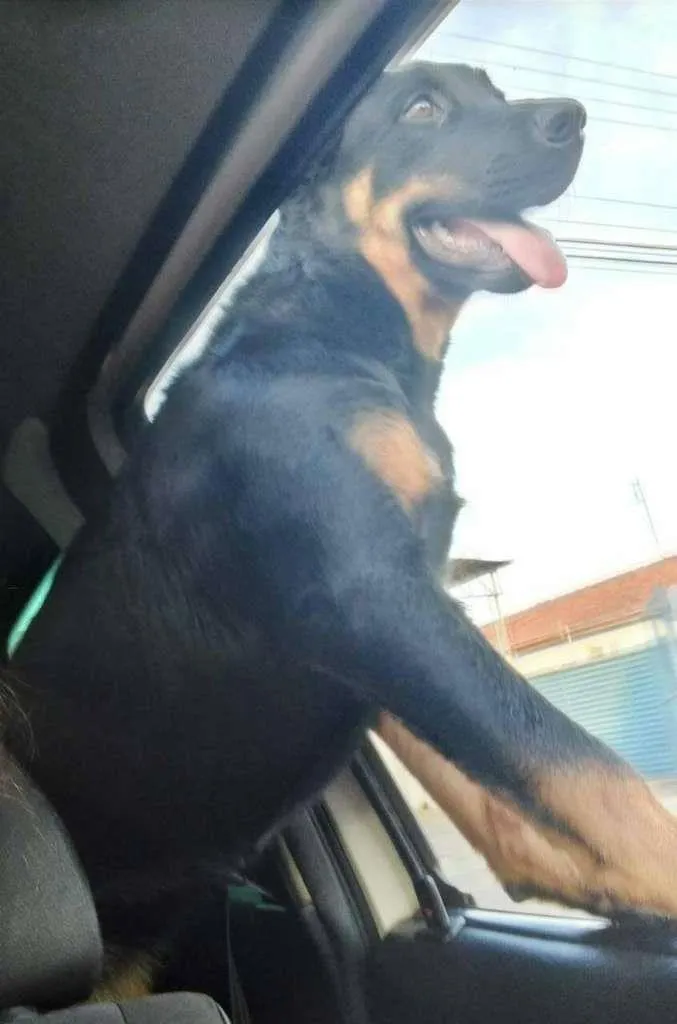 Cachorro ra a Rottweiler idade 2 a 6 meses nome Pandora