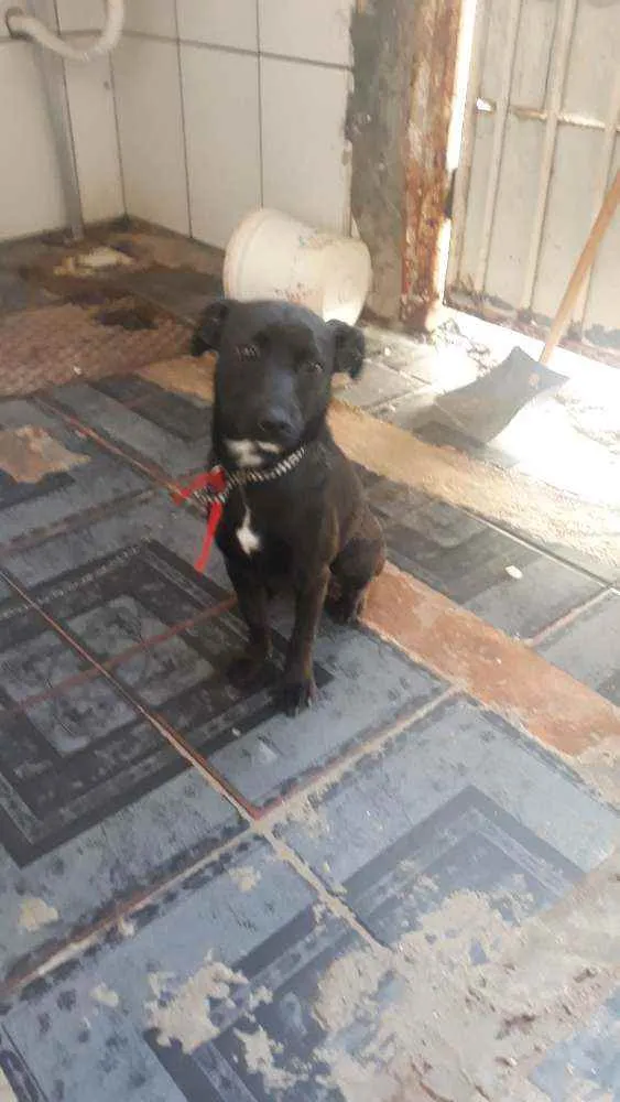 Cachorro ra a Vira lata idade 7 a 11 meses nome Amora 