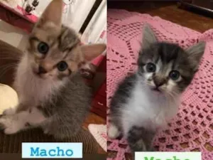 Gato raça SRD idade Abaixo de 2 meses nome Sem nome