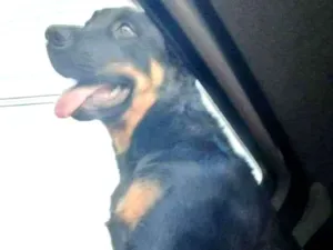 Cachorro raça Rottweiler idade 2 a 6 meses nome Pandora