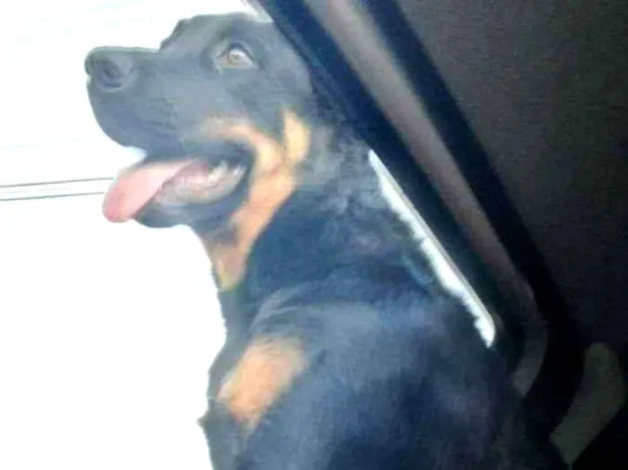 Cachorro ra a Rottweiler idade 2 a 6 meses nome Pandora