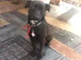 Amora 