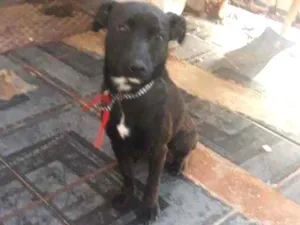 Cachorro raça Vira lata idade 7 a 11 meses nome Amora 