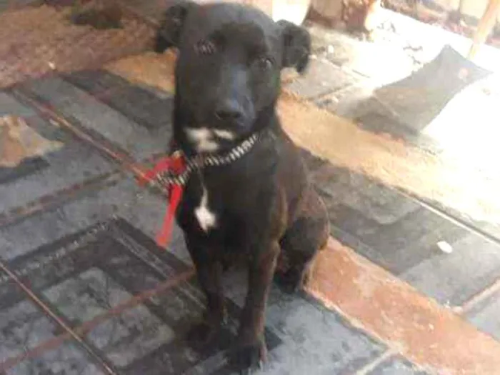 Cachorro ra a Vira lata idade 7 a 11 meses nome Amora 