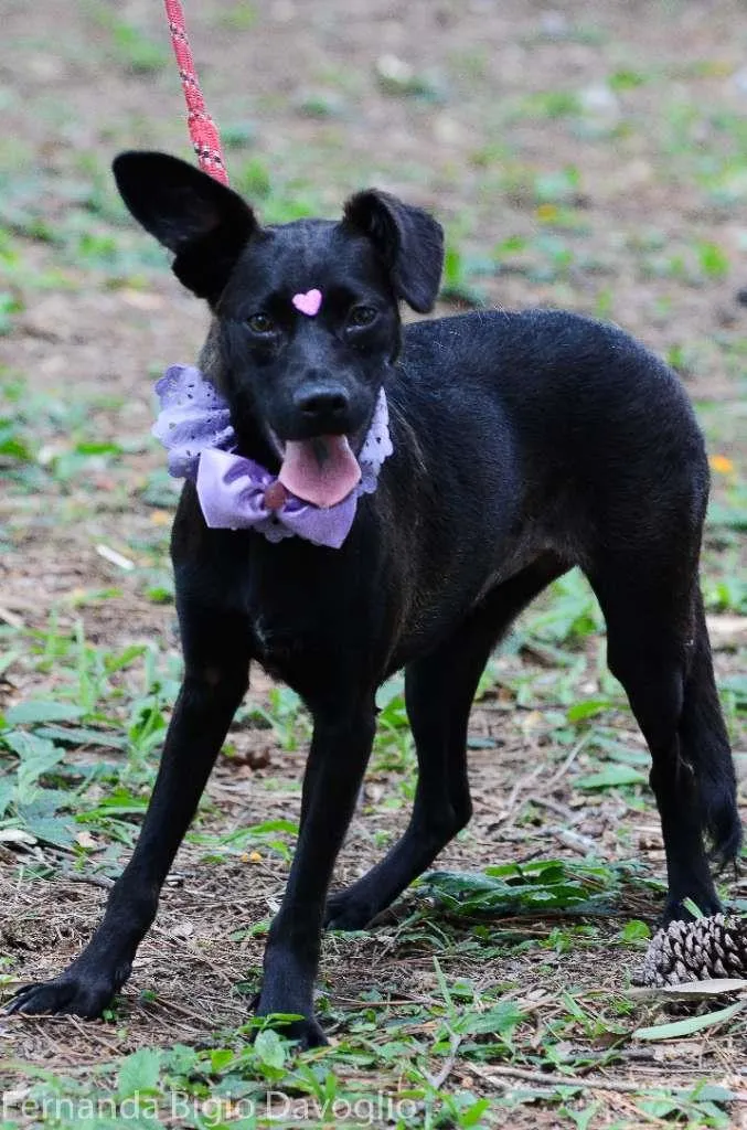 Cachorro ra a SRD-ViraLata idade 1 ano nome Cheetara