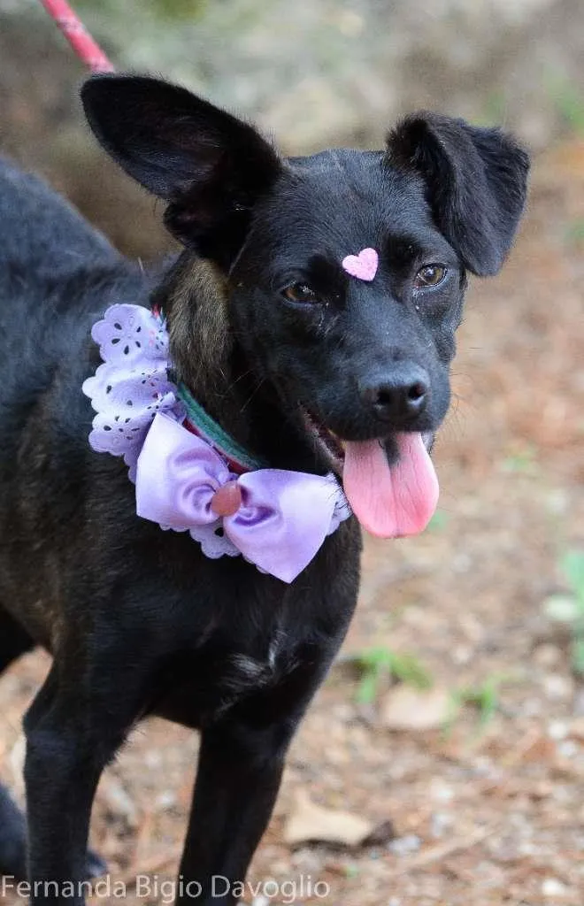 Cachorro ra a SRD-ViraLata idade 1 ano nome Cheetara