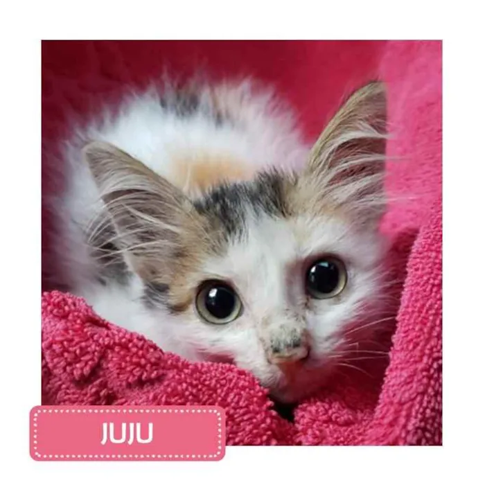Gato raça SRD idade Abaixo de 2 meses nome Juju