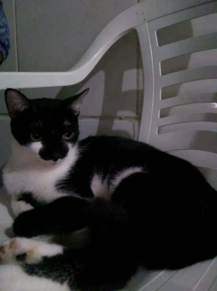 Gato raça Srd idade 7 a 11 meses nome Licia
