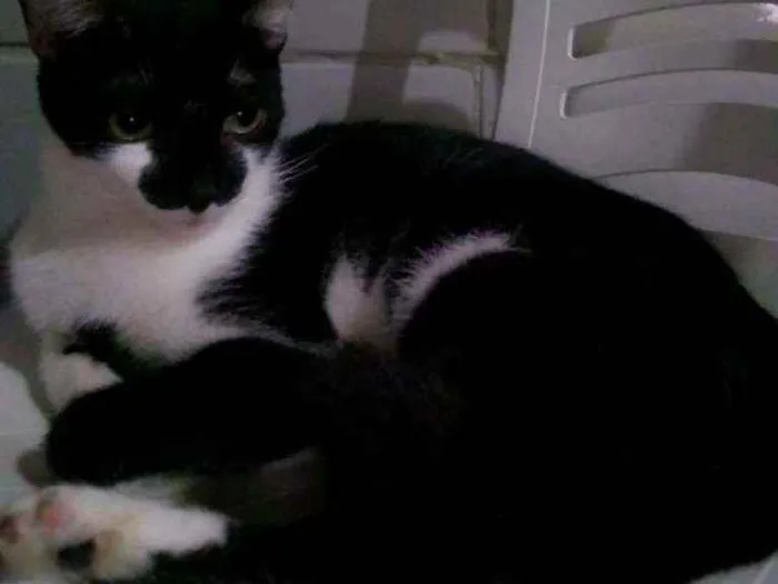 Gato raça Srd idade 7 a 11 meses nome Licia