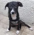 Cachorro raça SRD-ViraLata idade 2 a 6 meses nome LILICA