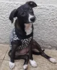 Cachorro raça SRD-ViraLata idade 2 a 6 meses nome LILICA