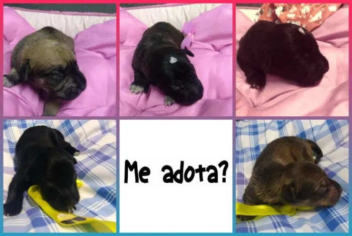Cachorro ra a SRD-ViraLata idade Abaixo de 2 meses nome Bebês