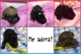 Bebês