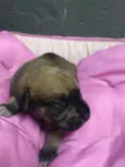 Bebês
