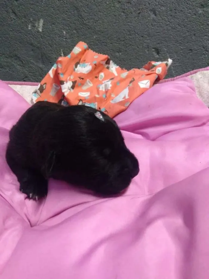 Cachorro ra a SRD-ViraLata idade Abaixo de 2 meses nome Bebês