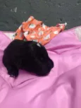 Bebês