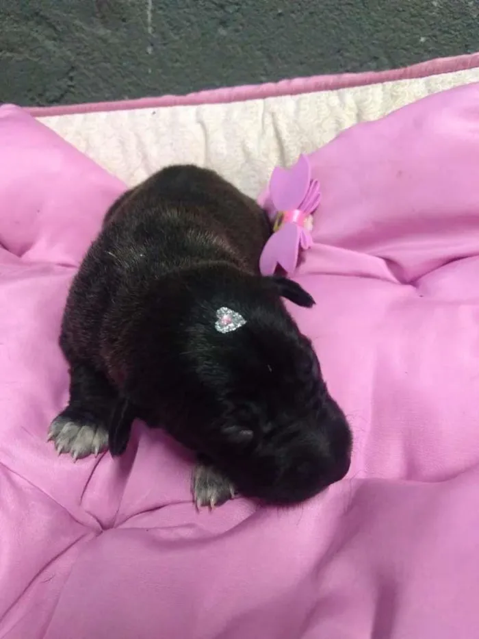 Cachorro ra a SRD-ViraLata idade Abaixo de 2 meses nome Bebês