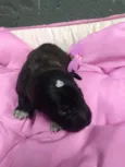 Bebês