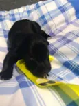 Bebês