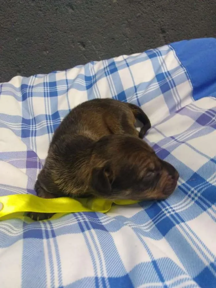 Cachorro ra a SRD-ViraLata idade Abaixo de 2 meses nome Bebês