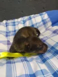Bebês