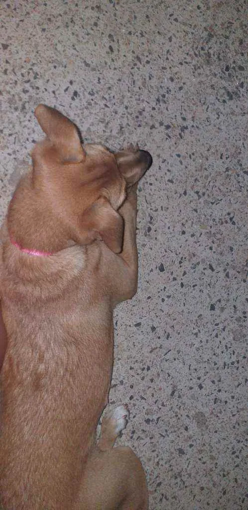 Cachorro ra a SRD idade 7 a 11 meses nome Kyara