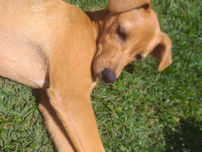 Cachorro ra a SRD idade 7 a 11 meses nome Kyara