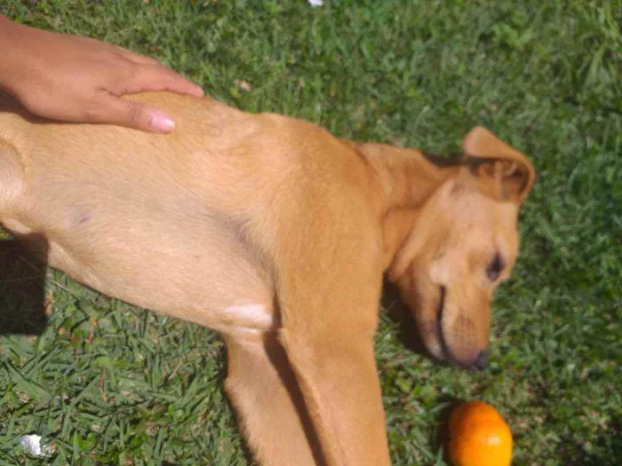 Cachorro ra a SRD idade 7 a 11 meses nome Kyara