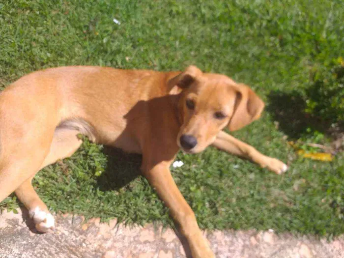 Cachorro ra a SRD idade 7 a 11 meses nome Kyara