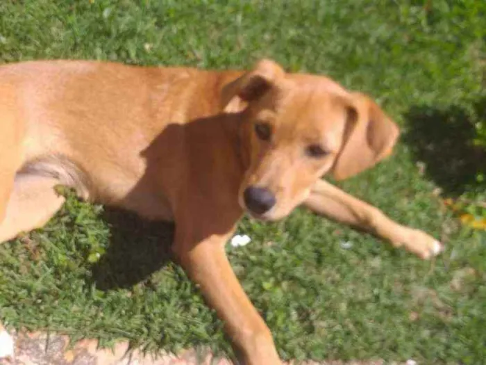 Cachorro ra a SRD idade 7 a 11 meses nome Kyara