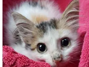 Gato raça SRD idade Abaixo de 2 meses nome Juju