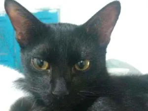 Gato raça Srd idade 2 a 6 meses nome Negão